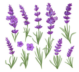 Obraz premium Lavender flowers illustration set, hand drawn pencil sketch
