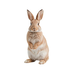 Obraz premium Rabbit Stands on Hind Legs in a Bright Setting During Daytime