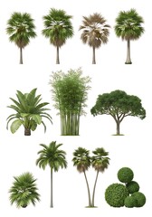 Fototapeta premium Tropical and Exotic Trees Set - Palm, Bamboo, and Decorative Plants, Isolated