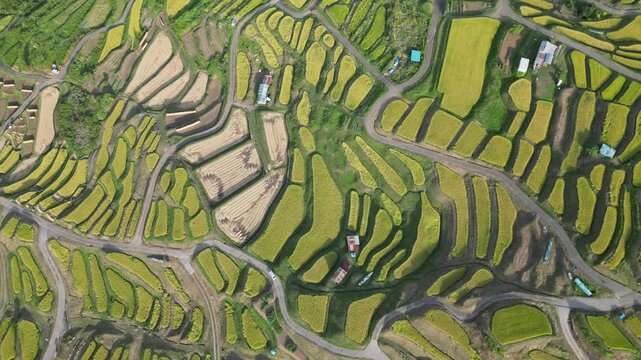 Rizi&egrave;res en terrasses d&rsquo;Obasute au Japon, vastes cultures de riz vertes en &eacute;tages entre montagnes sous un beau temps, paysage agricole traditionnel et rural