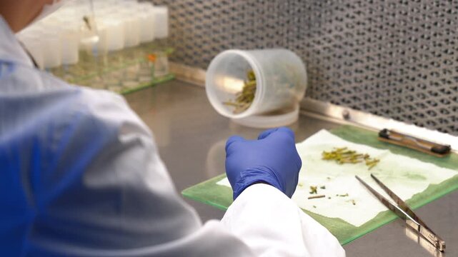 The laboratory assistant cuts sprouts for experiments