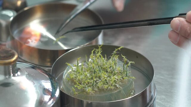 The laboratory assistant takes out the sprouts for the experiments