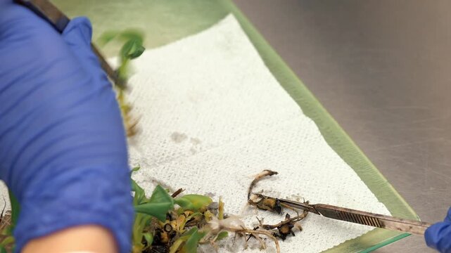 The laboratory assistant cuts sprouts for experiments
