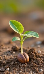 young plant growing from soil. natural germination process, spring agricultural and eco concept