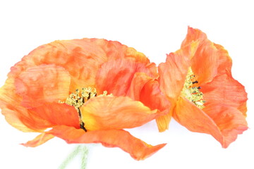 Poppy flowers on white background 