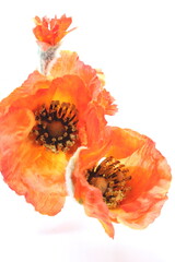Poppies isolated on white background 