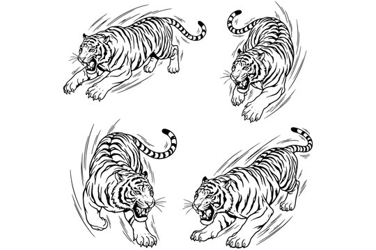 Tiger vector illustration,
Tiger Combat Poses Wildlife Vector Illustration