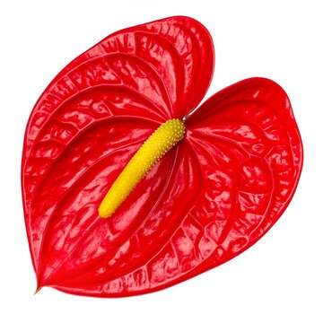 Red anthurium flower with glossy spathe and spadix isolated on white background, tropical houseplant botanical photography