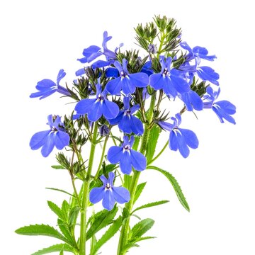 Tiny blue lobelia flowers in dense cluster with fine green leaves isolated on white background, trailing garden annual photography