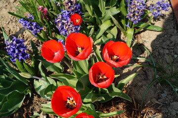 Tulipany wiosenne w ogr&oacute;dku