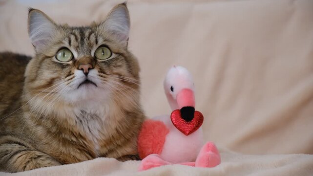 Cute tabby cat with stuffed toy flamingo and red heart. Happy Valentines Day. Relaxing kitten basking in morning sun, cozy home. Atmospheric mood. Contented cat	