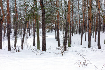 Fototapeta premium A peaceful winter landscape featuring a dense pine forest covered in a fresh blanket of white snow