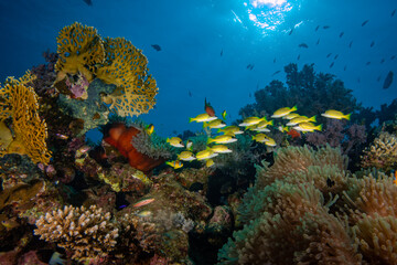 School of bluestripe snappers swimming over coral reef underwater