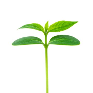 Fresh Green Sprout Growing Seed Isolated on White Background Representing Botanical Life and Biotic Growth Concept