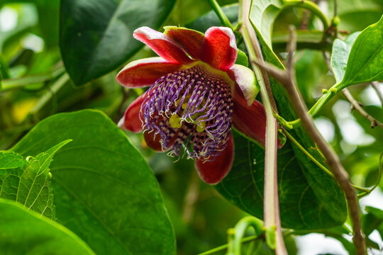 Flor de maracuj&aacute; ex&oacute;tica crescendo na videira com folhas verdes