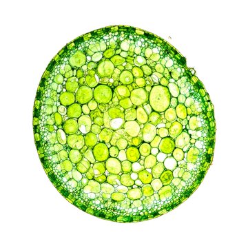 Green Chloroplast Structure Isolated on White Background, Microscopic Plant Cell Organelle Representing Photosynthesis Concept