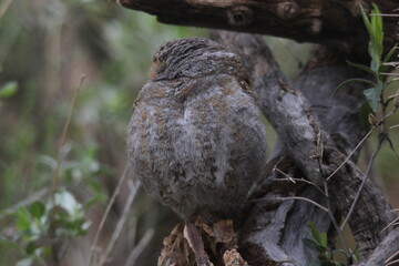 Obraz premium a Elf owl at a local zoo