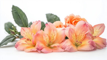 Fototapeta premium A beautiful arrangement of peach colored alstroemeria flowers and a rose, accented with green leaves, is softly displayed on a clean, minimalist white background.