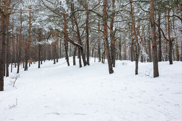 Serene winter landscape featuring a dense pine forest covered in fresh white snow at daytime