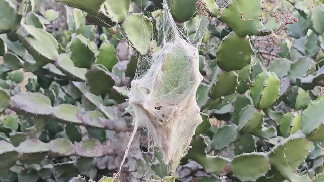 Close-up of an insect cocoon or web structure attached to a prickly pear cactus. Shows delicate silk texture, natural shelter, and wildlife interaction with desert plants.
