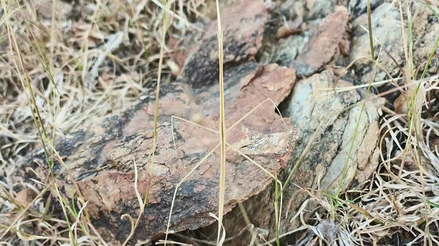 Close up of a stick insect camouflaged against rocks and dry grass. Highlights natural mimicry, evolution, and survival techniques in insects.