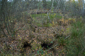 Forest Floor with Animal Burrows in Autumn Woodland