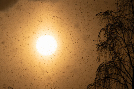 Dreamy golden sunrise over Estonian nature with bright sun glowing through morning mist and small insects flying in the air