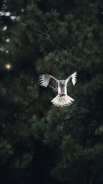 Flying goshawk bringing prey toward the viewer in a forest environment. Bird of prey, predator hunting in nature. Vertical video