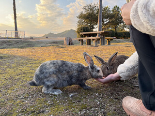 Two rabbits eat from a person’s hand in a park at sunset, with warm golden light casting shadows on the ground. The peaceful outdoor scene includes trees, benches, and a calm, natural setting. © Dash
