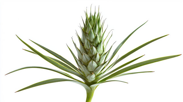 Close-up of a spiraling green puya plant bud with pointed leaves extending from the base, showcased against a bright, clean white background for emphasis.