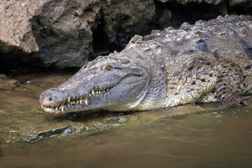 Obraz premium American crocodile resting along the riverbank in Cañón del Sumidero, Chiapas, Mexico.
