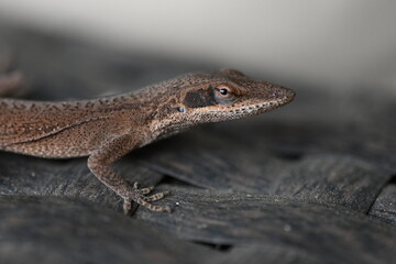 Fototapeta premium Close Up of Brown Lizard