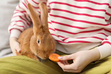 Woman feeding carrot to cute bunny at home, closeup