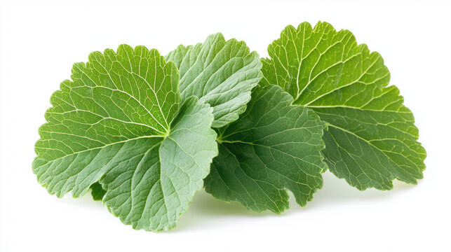 Three vibrant green hydrocotyle vuaris leaves are isolated on a clean white background, showcasing their delicate veins and scalloped edges in detail.