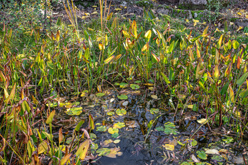 Wetland with ground covered in aquatic plants in autumn