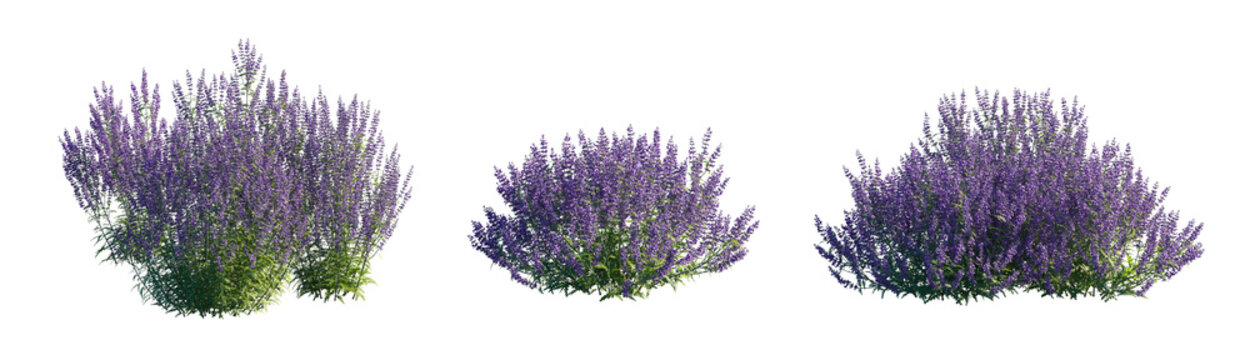 Perovskia atriplicifolia (Russian Sage, Azure Sage) Isolated PNG on a Transparent Background Premium Nature Cutout