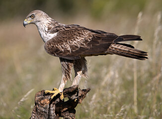 Obraz premium a beautiful Bonelli´s eagle in Extremadura, Spain