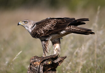a beautiful Bonelli&acute;s eagle in Extremadura, Spain