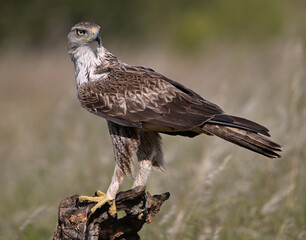 a beautiful Bonelli&acute;s eagle in Extremadura, Spain