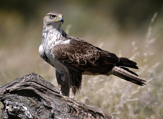 Fototapeta premium a beautiful Bonelli´s eagle in Extremadura, Spain