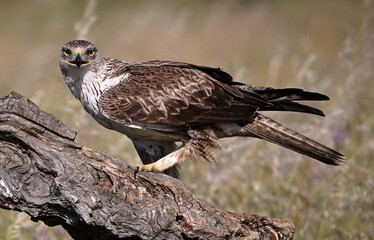 Obraz premium a beautiful Bonelli´s eagle in Extremadura, Spain