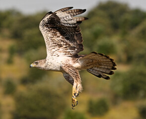 Obraz premium a beautiful Bonelli´s eagle in Extremadura, Spain