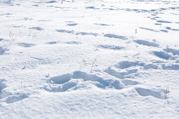 A high-angle, full-frame shot of a pristine snow-covered field marked by deep footprints