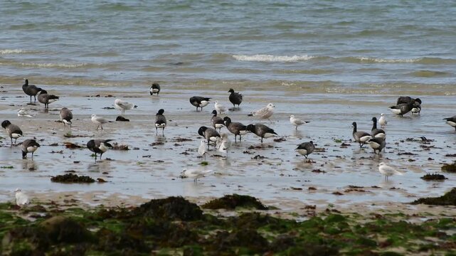 Oies Bernaches Cravant sur une plage en Bretagne