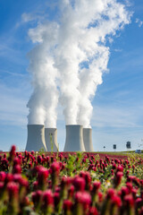 Temelin nuclear power plant cooling towers emitting steam over red clover field