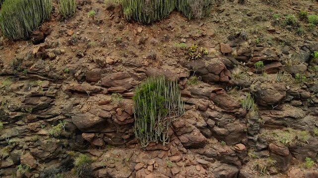 Cracked Earth Amidst Resilient Moss Patches. Windcarved Crevices And Hardy Rosette Plants Dominate Scene