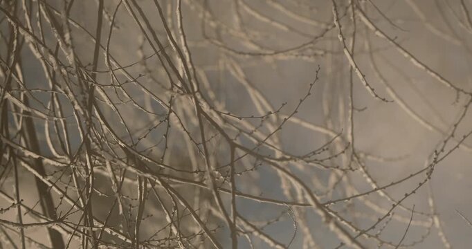 Cinematic close up frozen tree branches covered with hoarfrost, ice, and thin icicles, captured in extreme winter conditions, details of frost crystals and ice layers forming along the twigs. Cold air