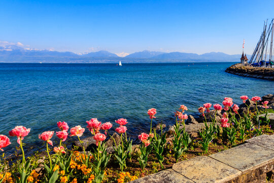Beautiful colourful spring tulips on the background of Alps Mountains and Lake Geneva in Morges, Switzerland