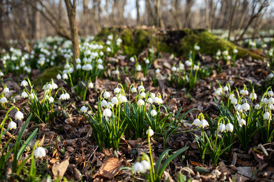 Leucojum. Spring snowdrop flowers. White flowers in the rays of sunlight. Snowdrops in the forest