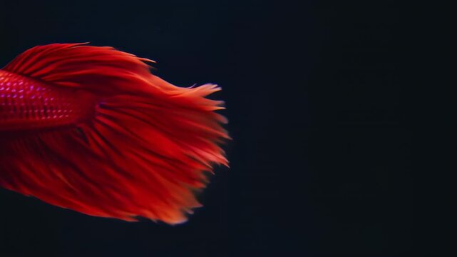 A close-up shot of a red fish swimming in dark water with flowing fins and scales visible from the side